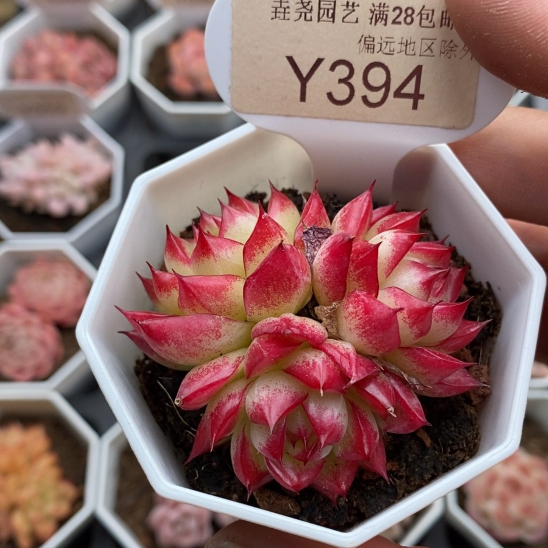 0394 梦幻女王 5.5cm