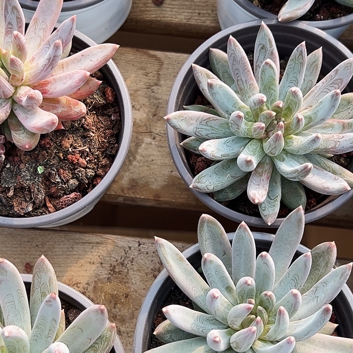 团026    单头 炫彩星