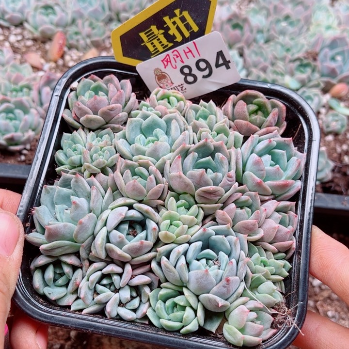多肉植物多肉植物