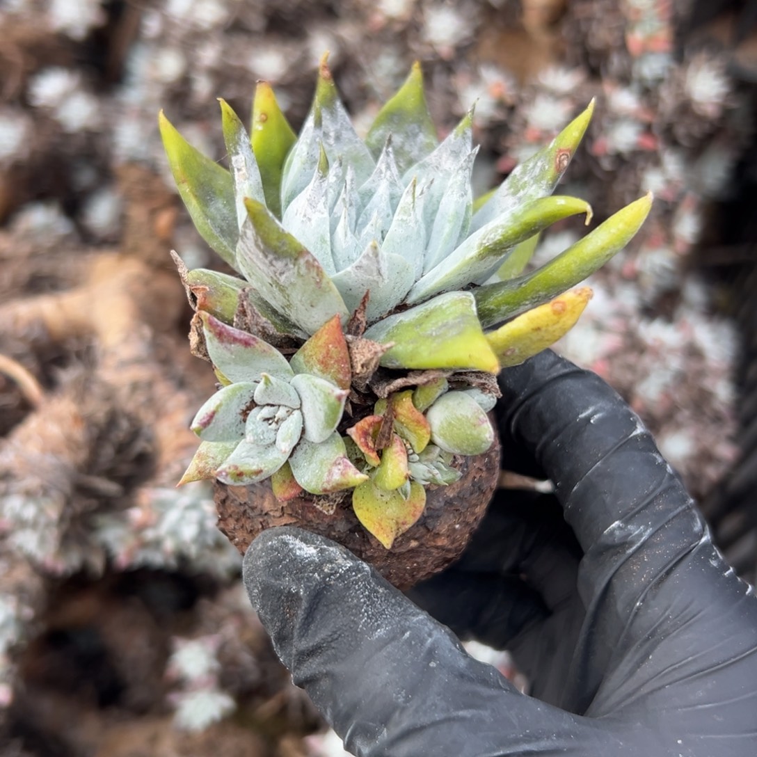 雪山杂～一物一拍2595