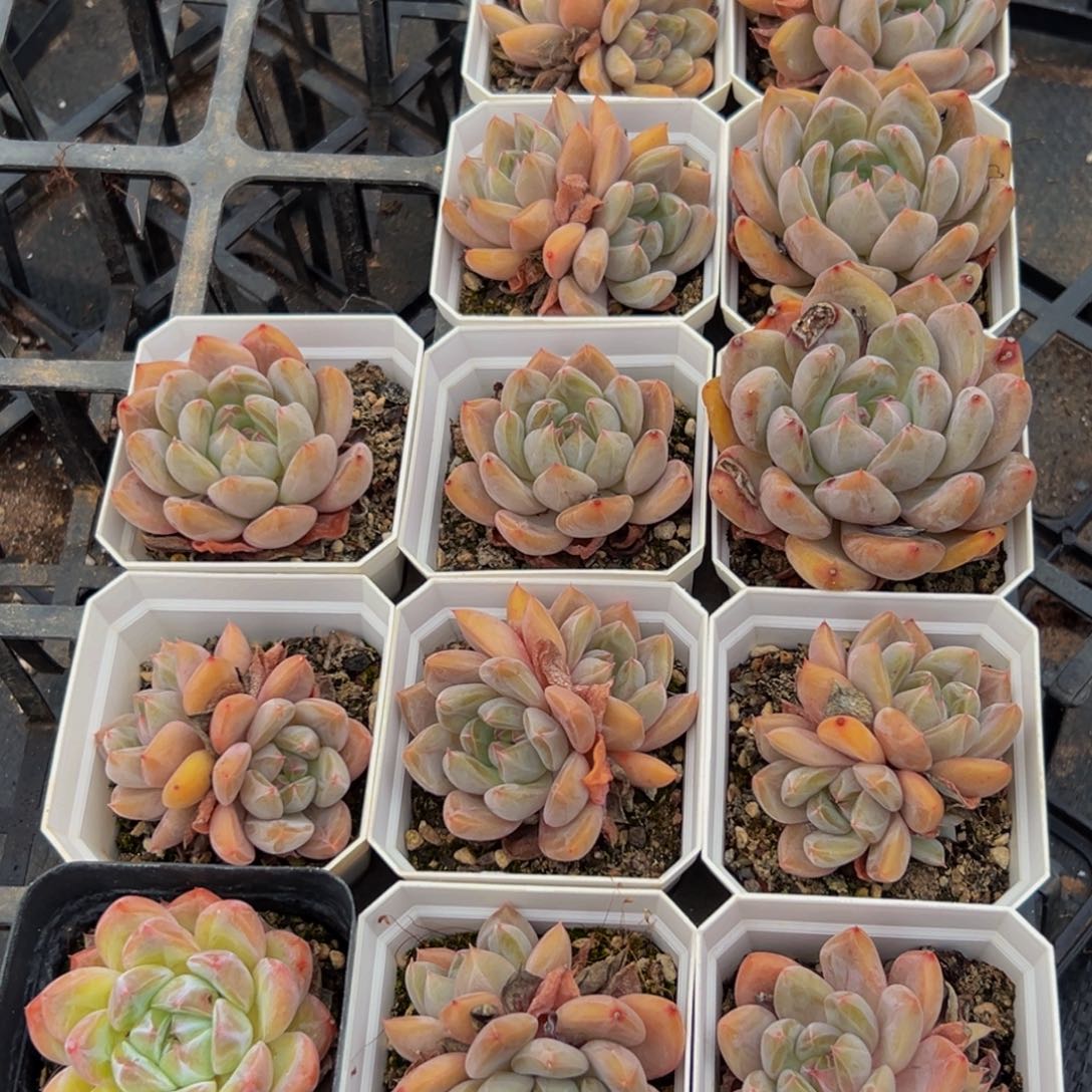 652多肉植物的生长发育