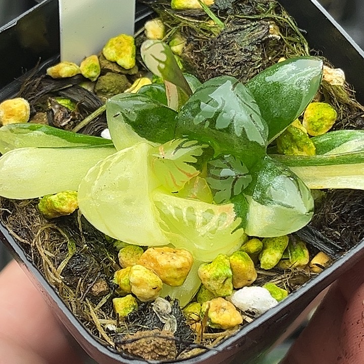 114双头变异红太阳玉露锦