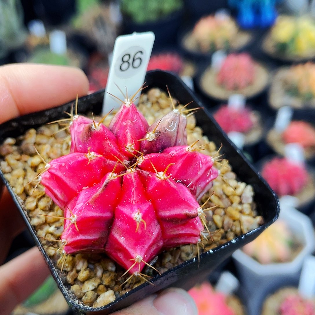 非偏远地区满25包邮仙人球