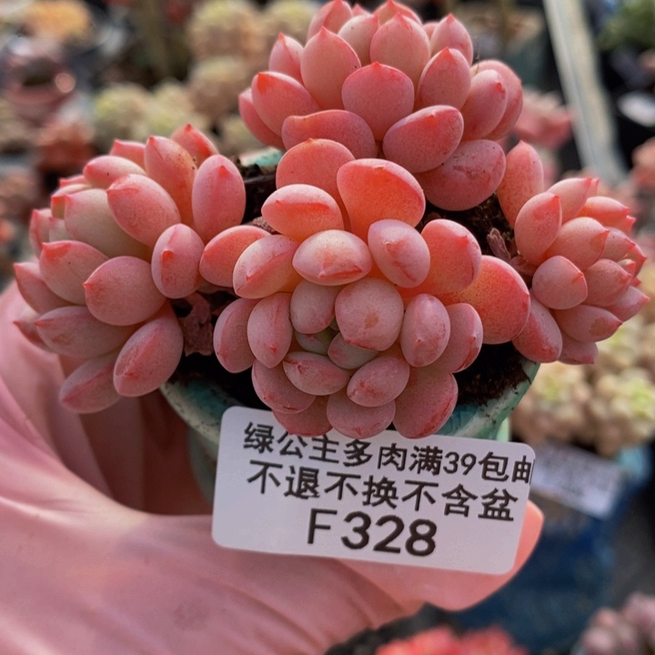 萌豆7cm328多肉植物