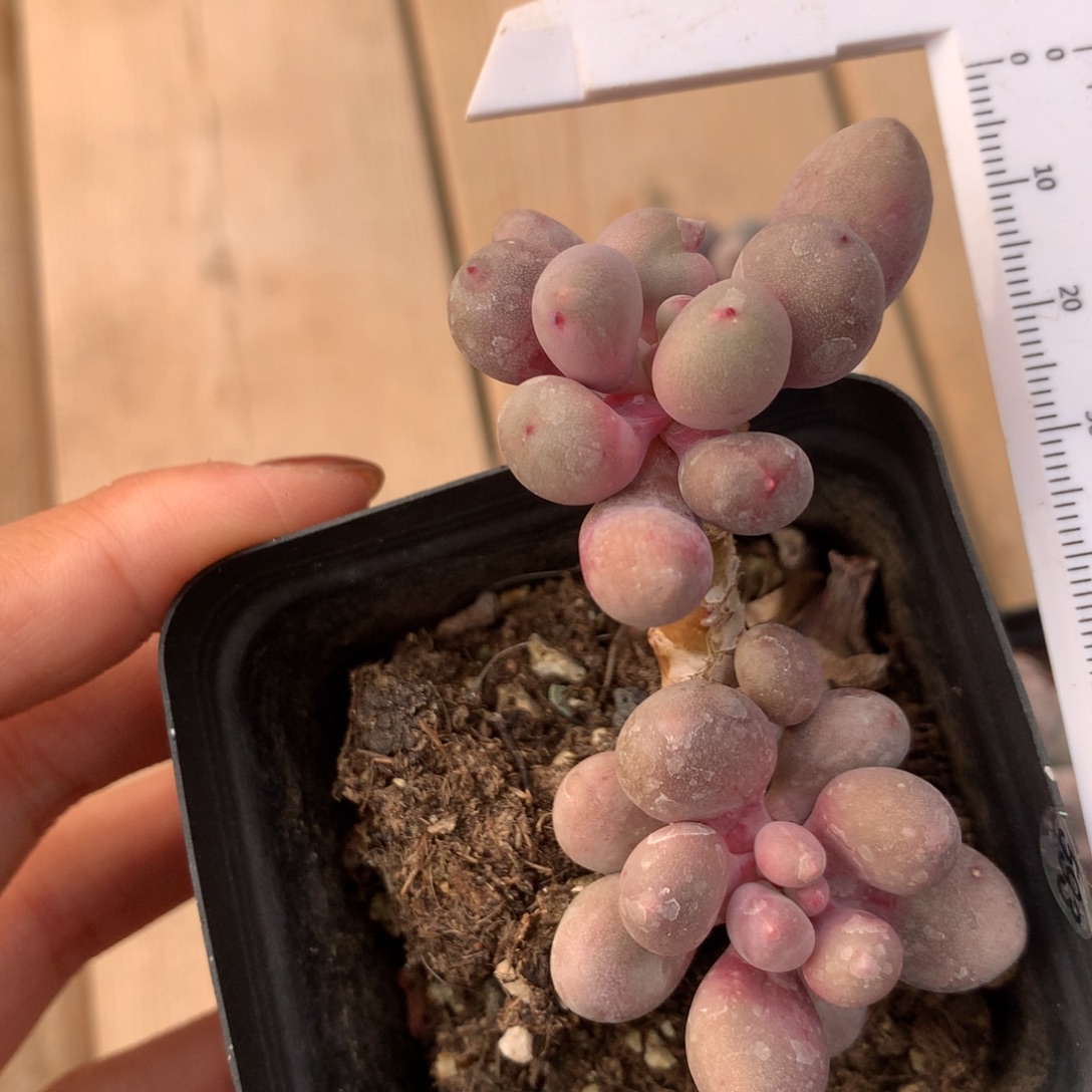 仙子奶酪 奶酪多肉