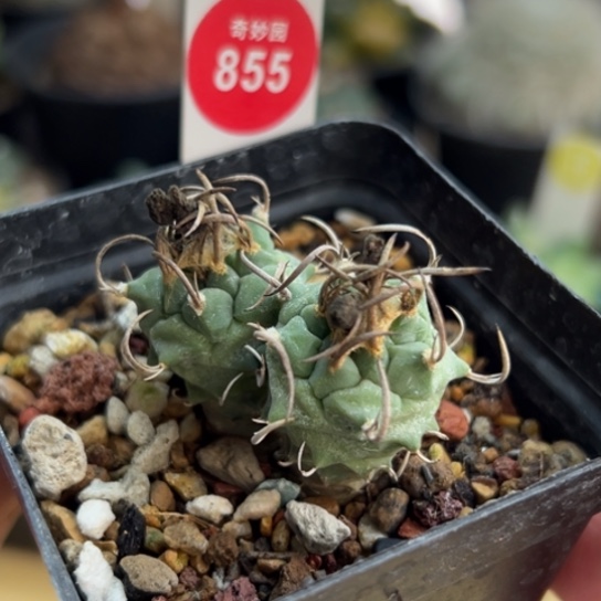 实生双头曲碳刺升云龙一棵