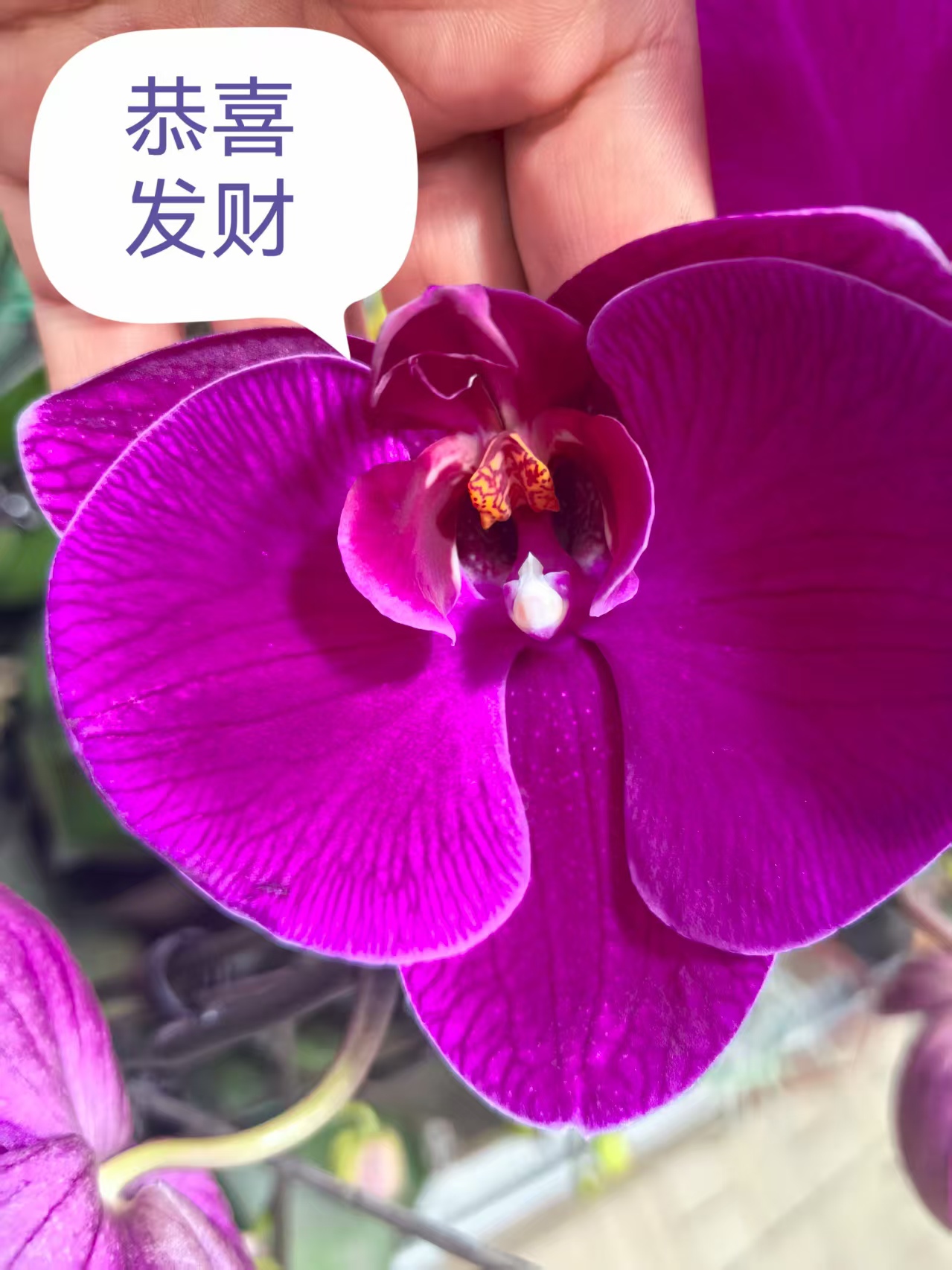 大红豆  精品蝴蝶兰新鲜直供品质优良