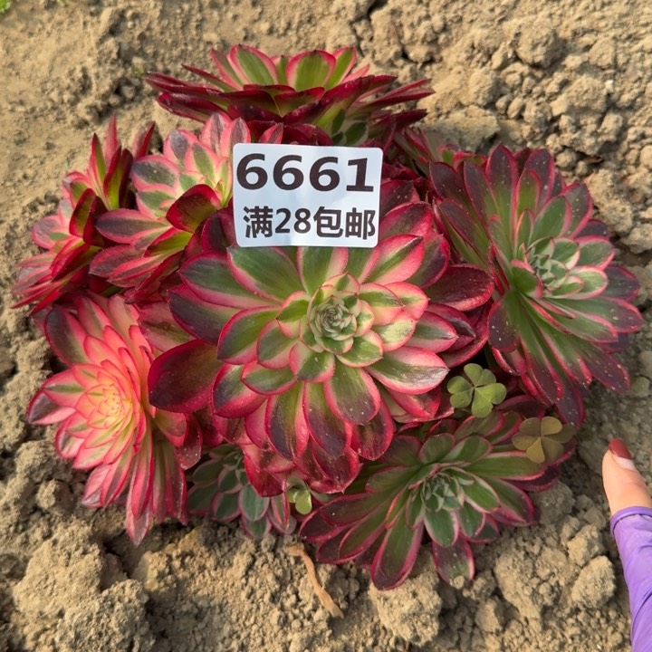 6661三号棚倾城多肉W
