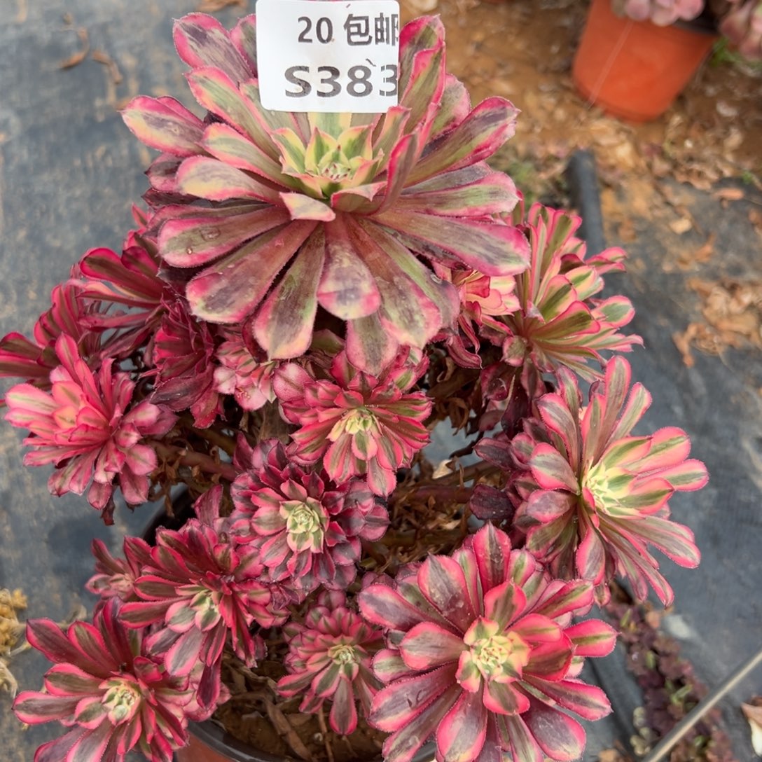 383红铜白，多肉法师