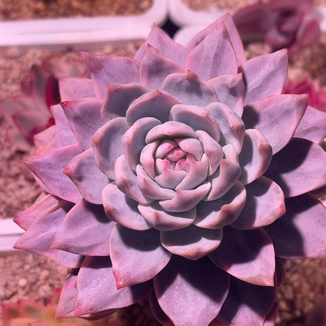 尚品园艺福利锦粉蓝鸟老桩