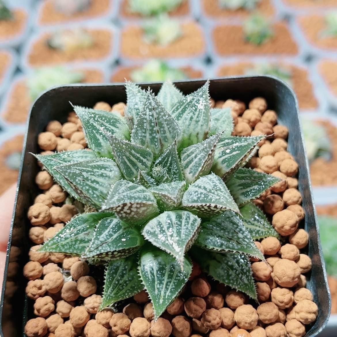 【闪购商品】初霜1