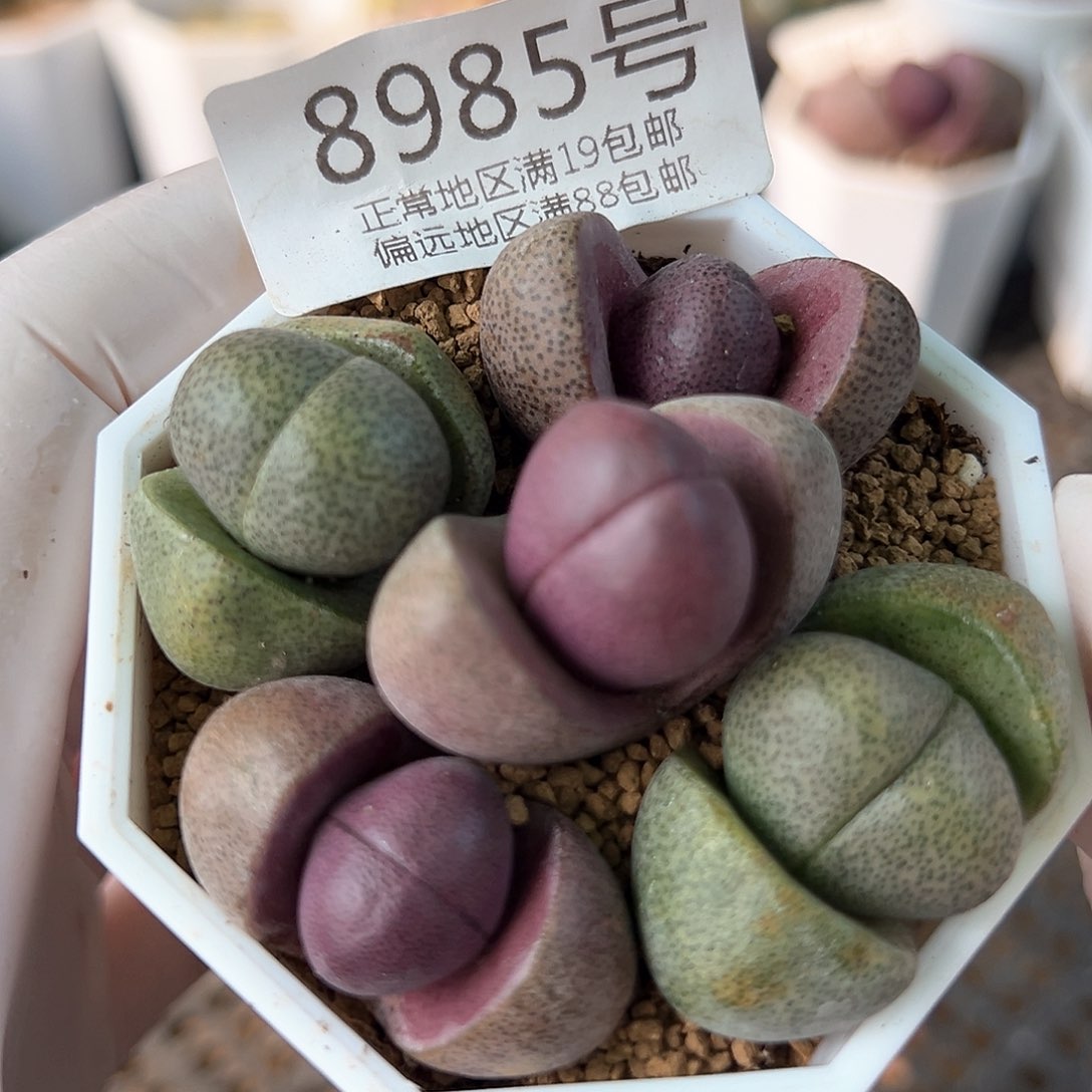 好养易活生石花大母本8985