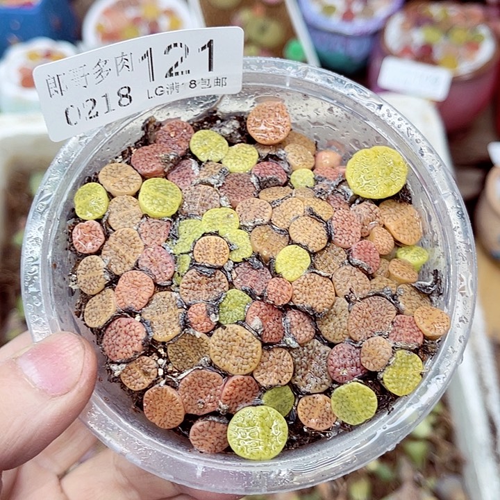 郎哥多肉生石花18-121