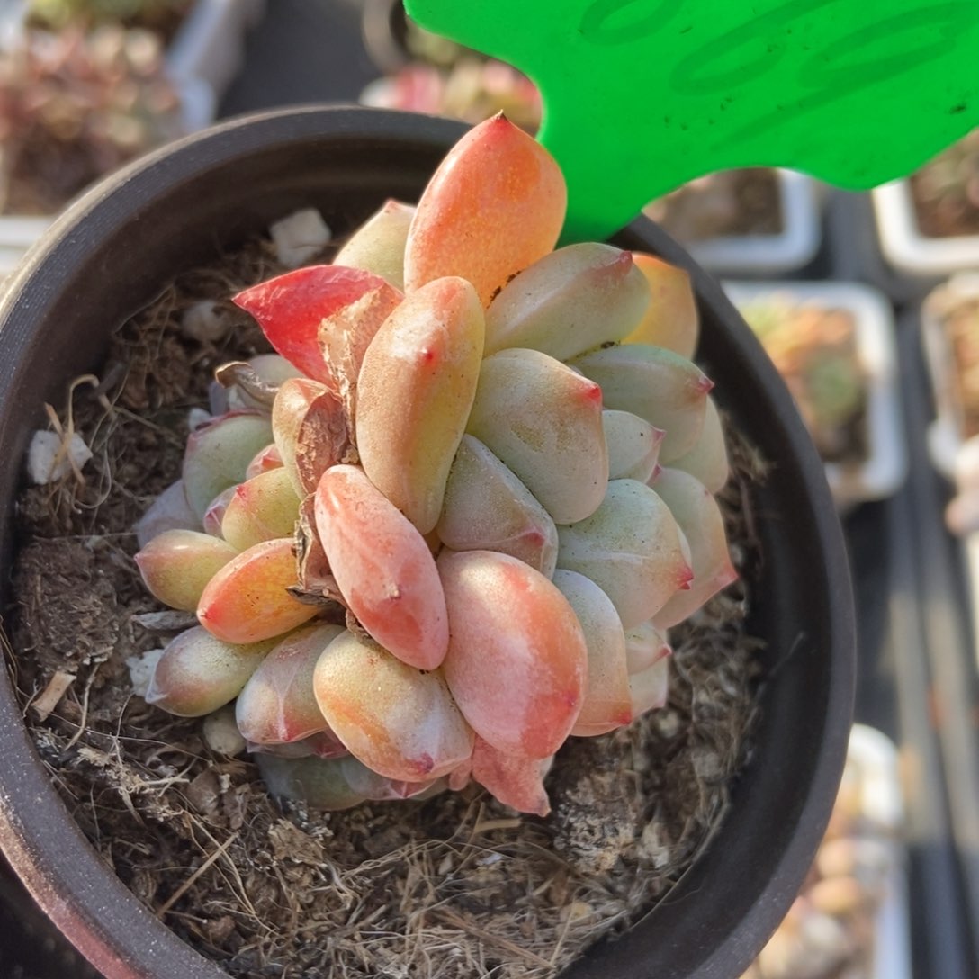 869石榴籽多肉植物保护