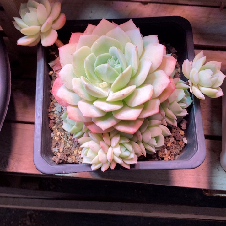 恋曲多肉植物dezichan