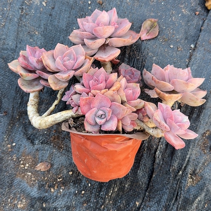 往****多肉植物一物一拍彩虹糖001