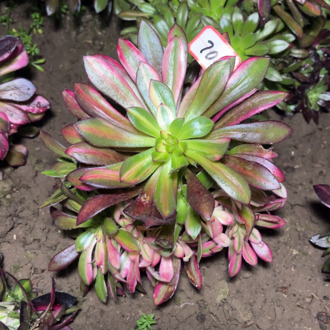 704多肉植物灰法师七彩