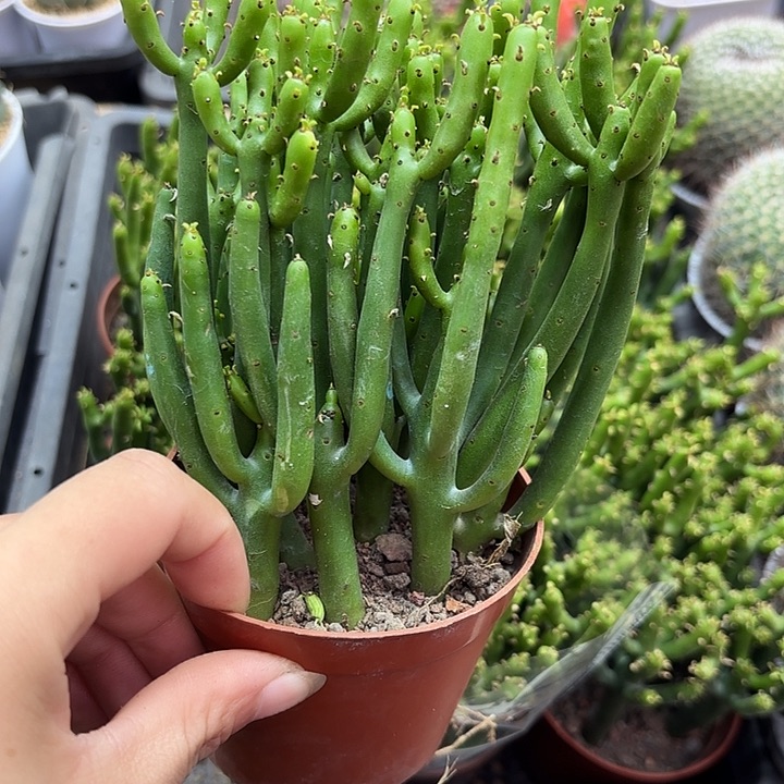 珊瑚棒随机一盆带盆发货