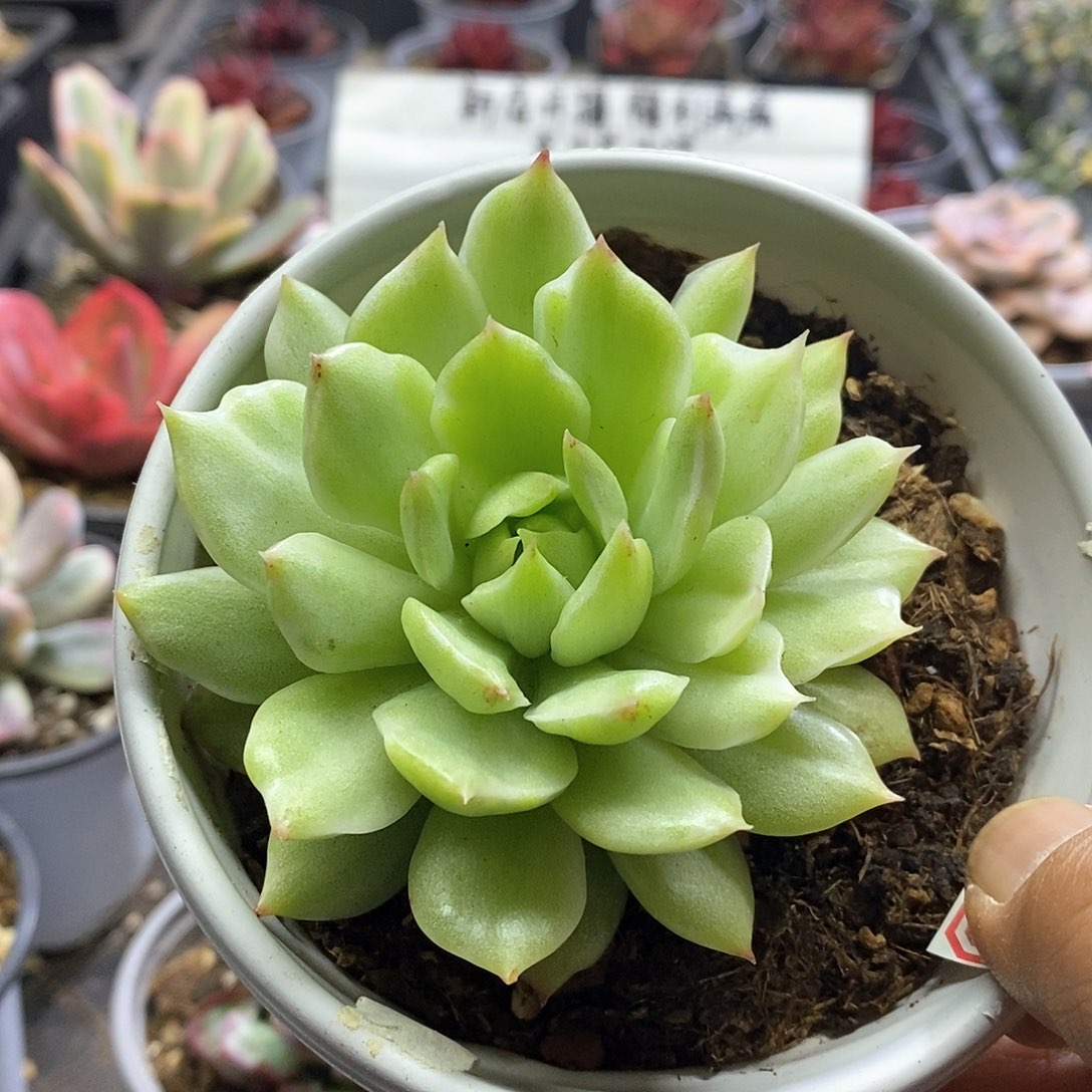1534绿水晶雪花锦多肉