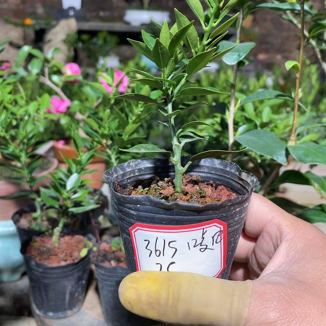 唛***理完全开放八房柑小苗