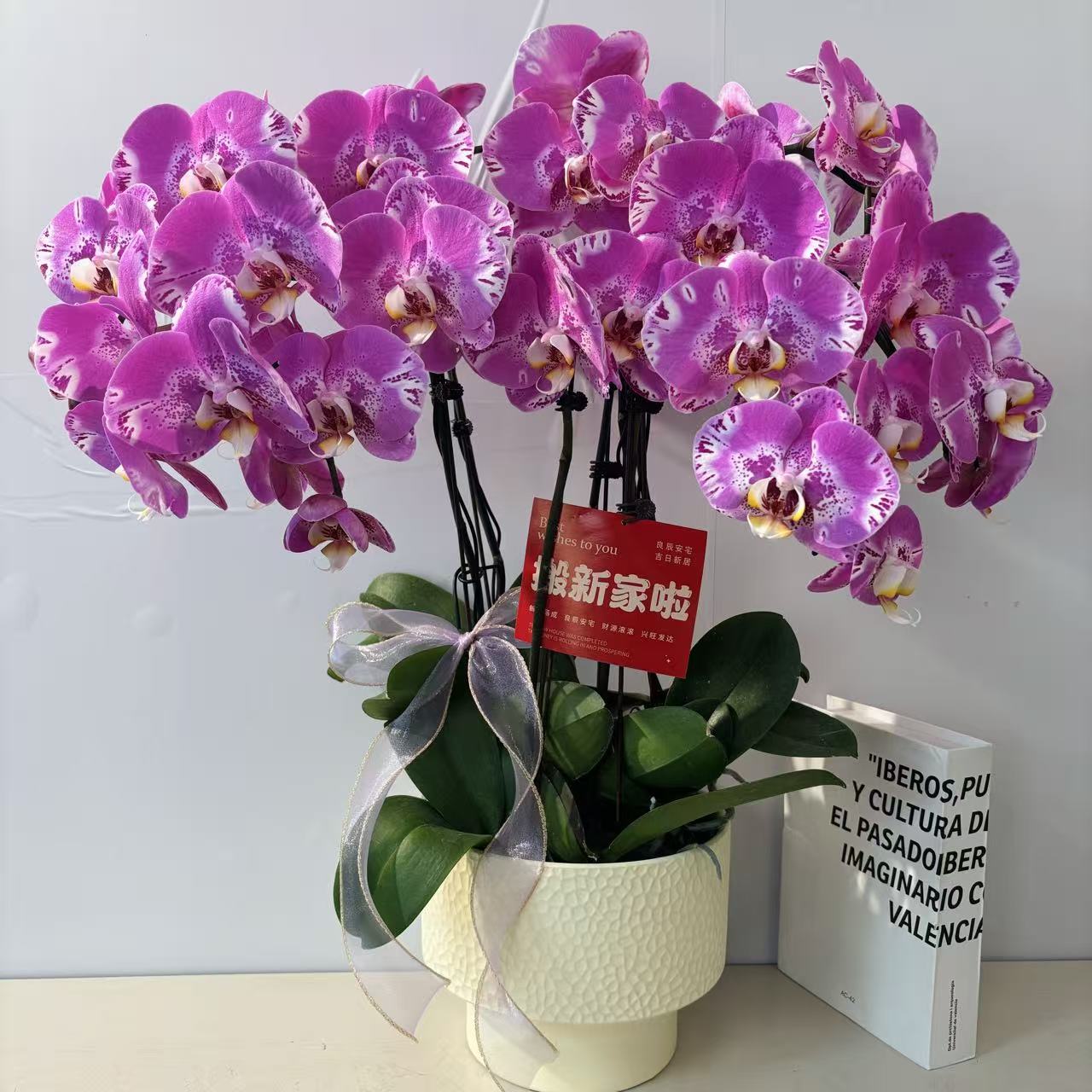 鼎胜【藏宝图】蝴蝶兰盆栽花卉观花植物室内四季开花优质耐旱6-6