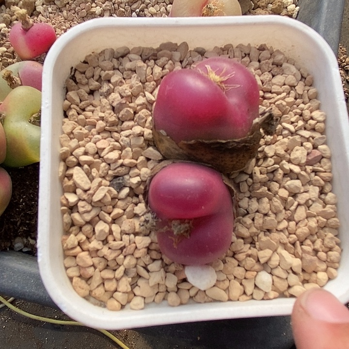 用****025555黑超母本一颗