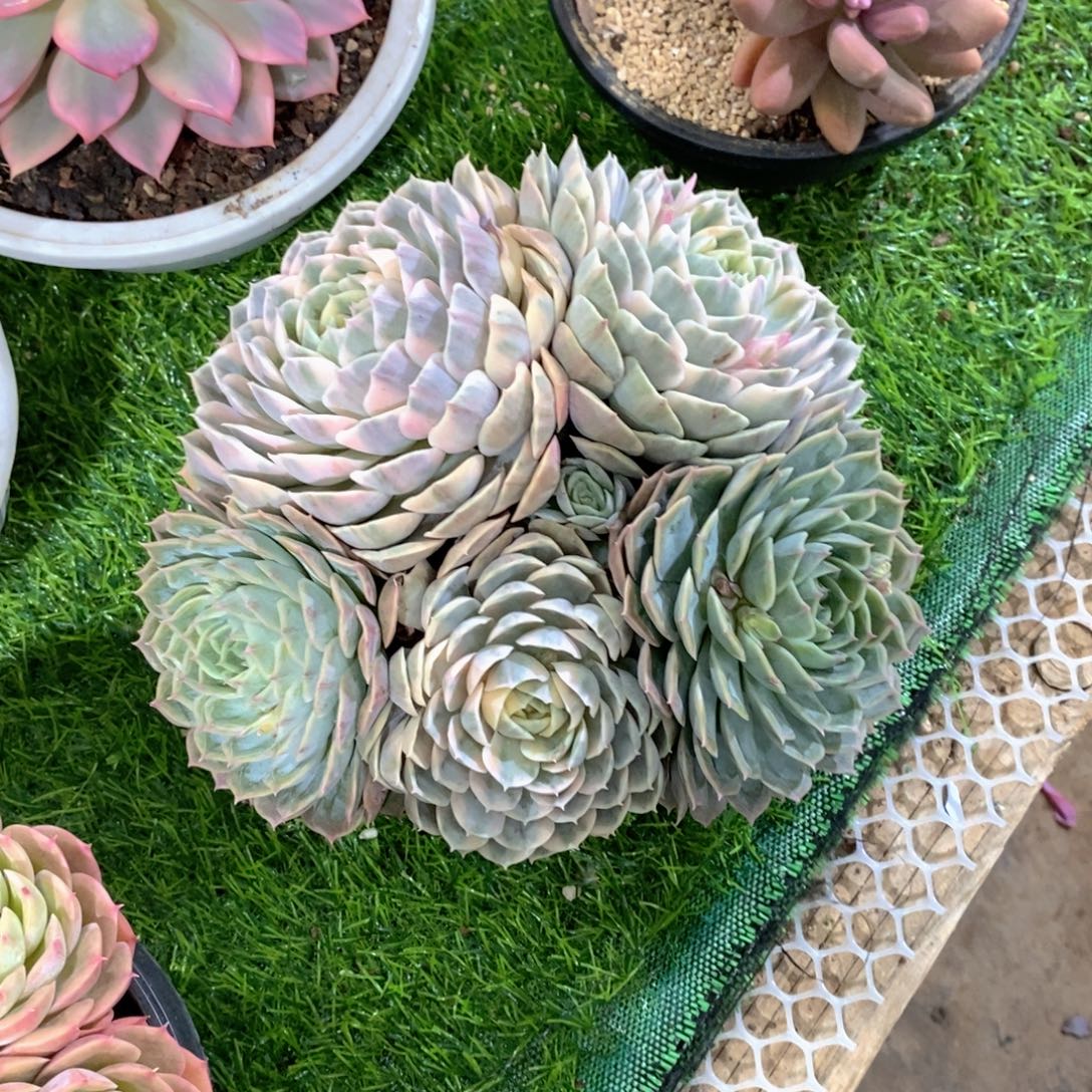 花***宿多肉植物一个个老桩