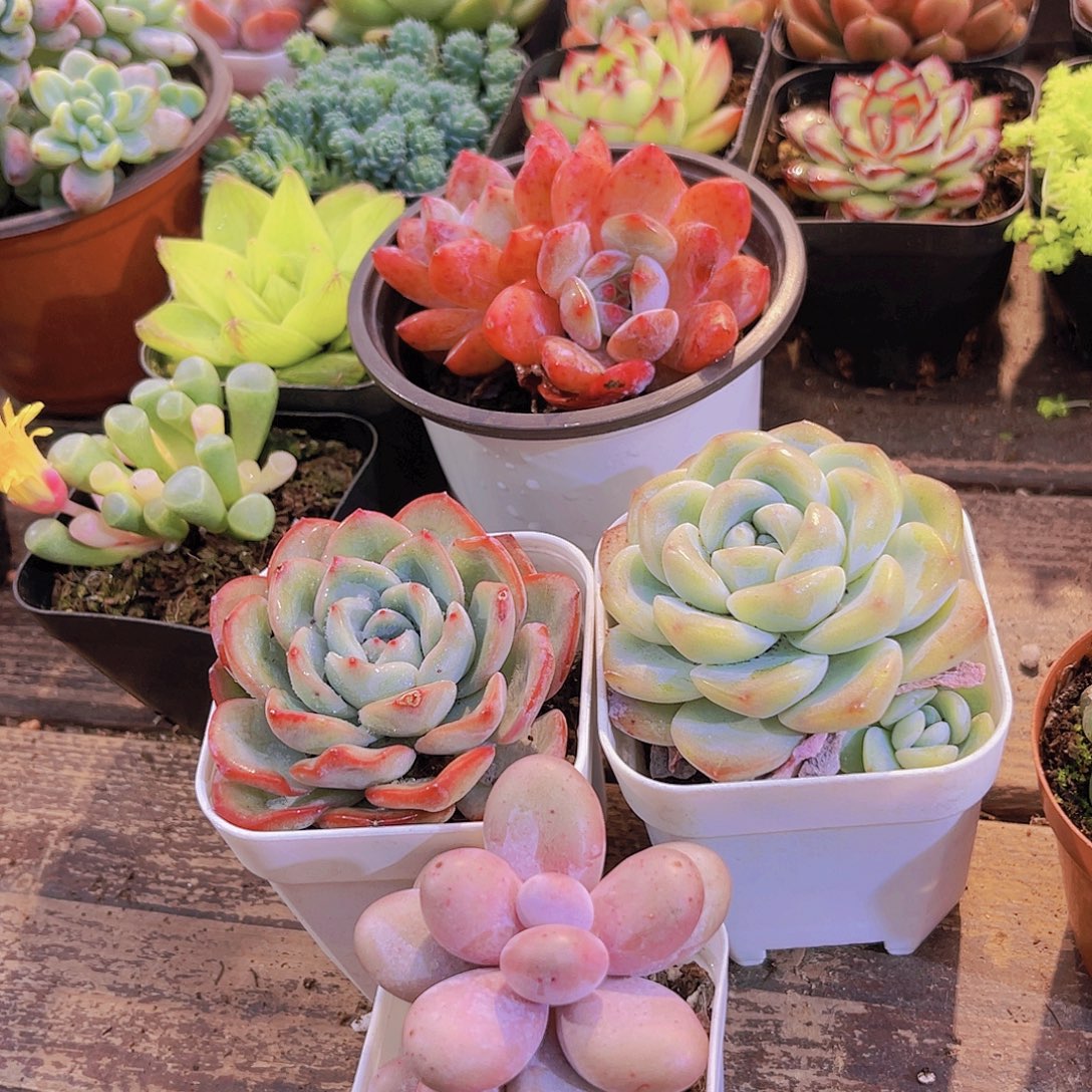 梦影多头➕冰玉单➕泡芙➕原始奶酪