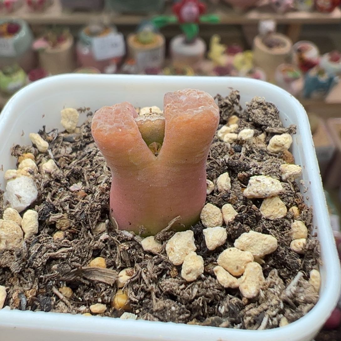 多肉植物216号风铃