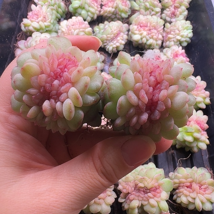小兜专拍紫烟缀化两颗