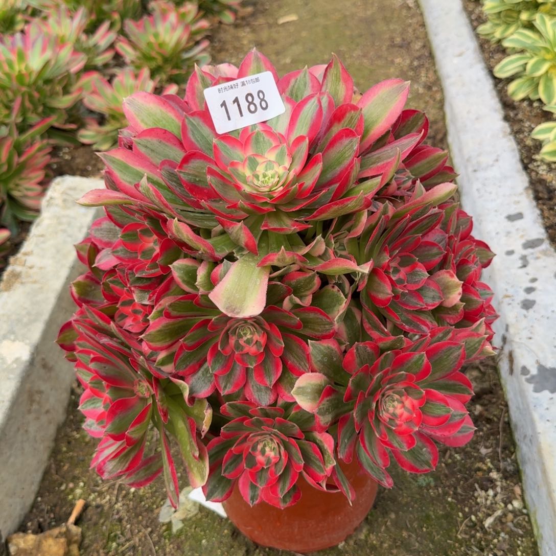 1188妖月。多肉植物