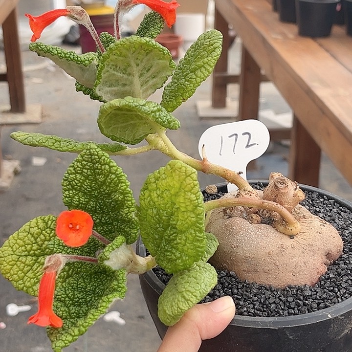 172短崖皇子1111111111111