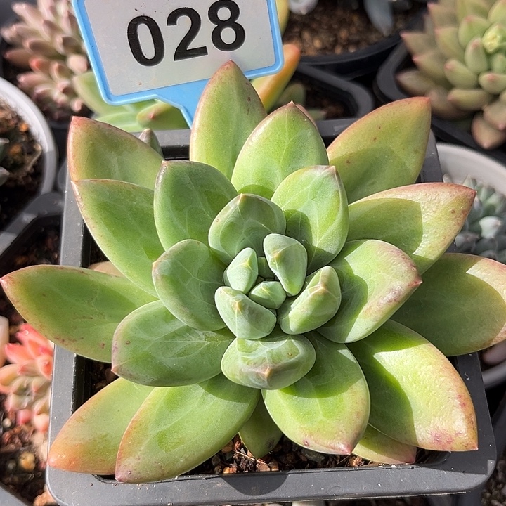 海洋之歌一物一拍028