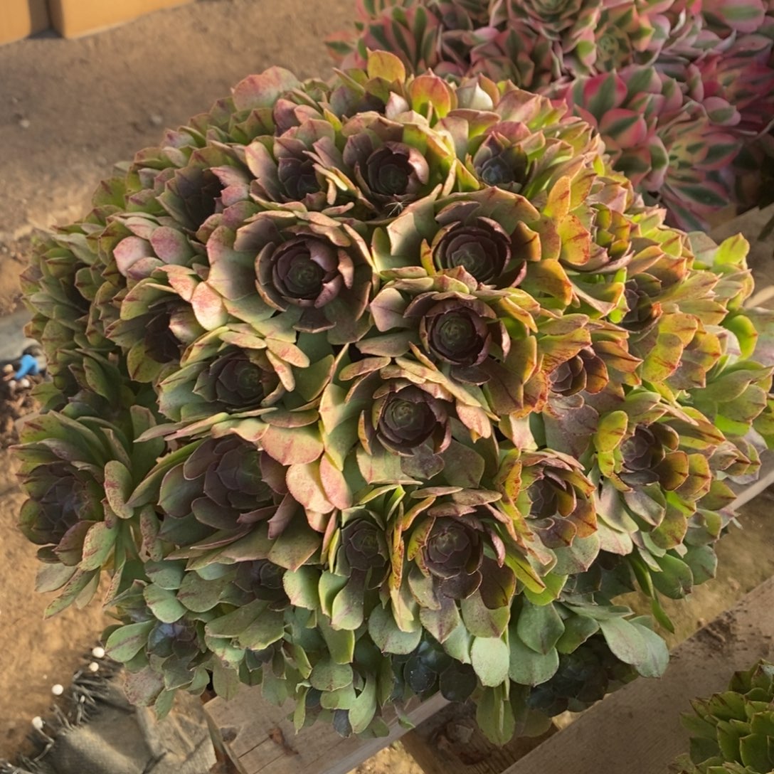 不开花植物204号万圣节多肉1颗