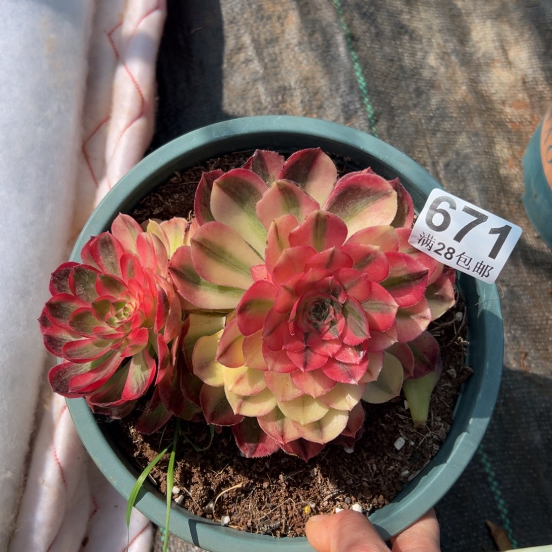 多肉植物671海神