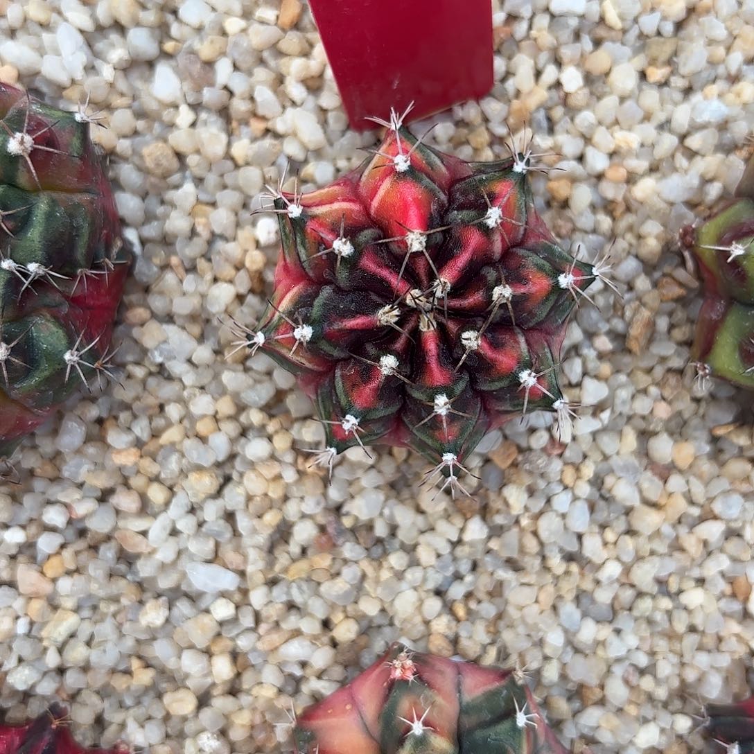 241-0919泰国发货 九秒钟