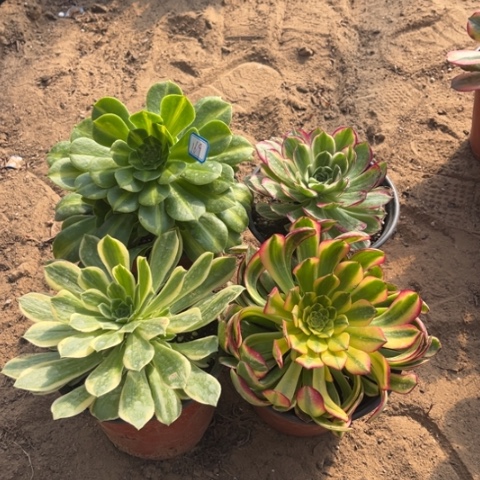 169多肉植物组合