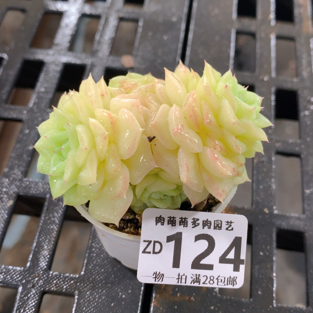 肉萌萌拇指盆精控多肉ZD124