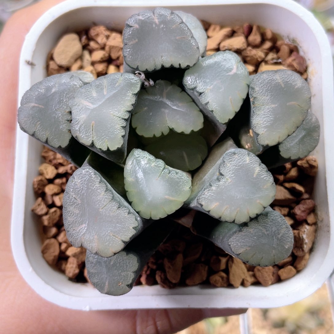 70天照万象  多肉十二卷