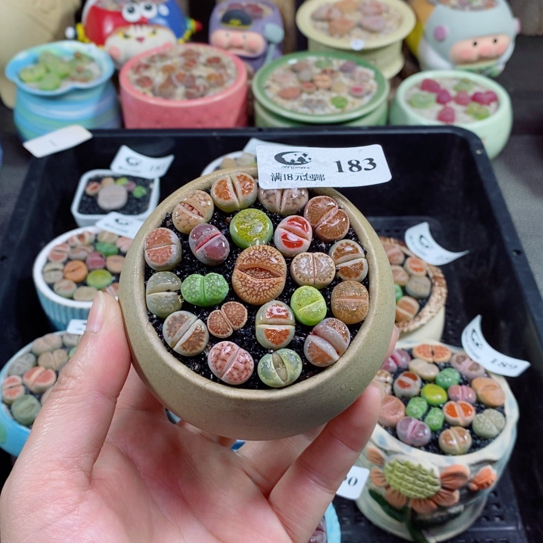 精品生石花拼盆183