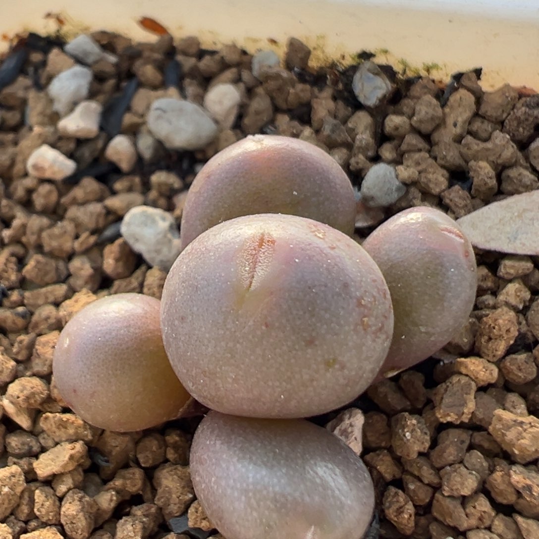 116多肉植物百科植物