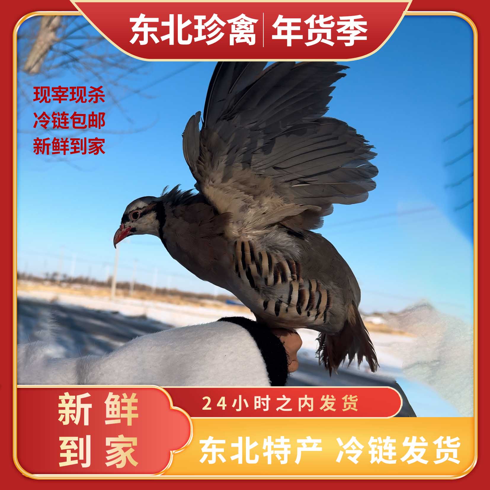 东北特产散养现宰现杀飞松龙鹧鸟两只肉质新鲜美味煲汤美味