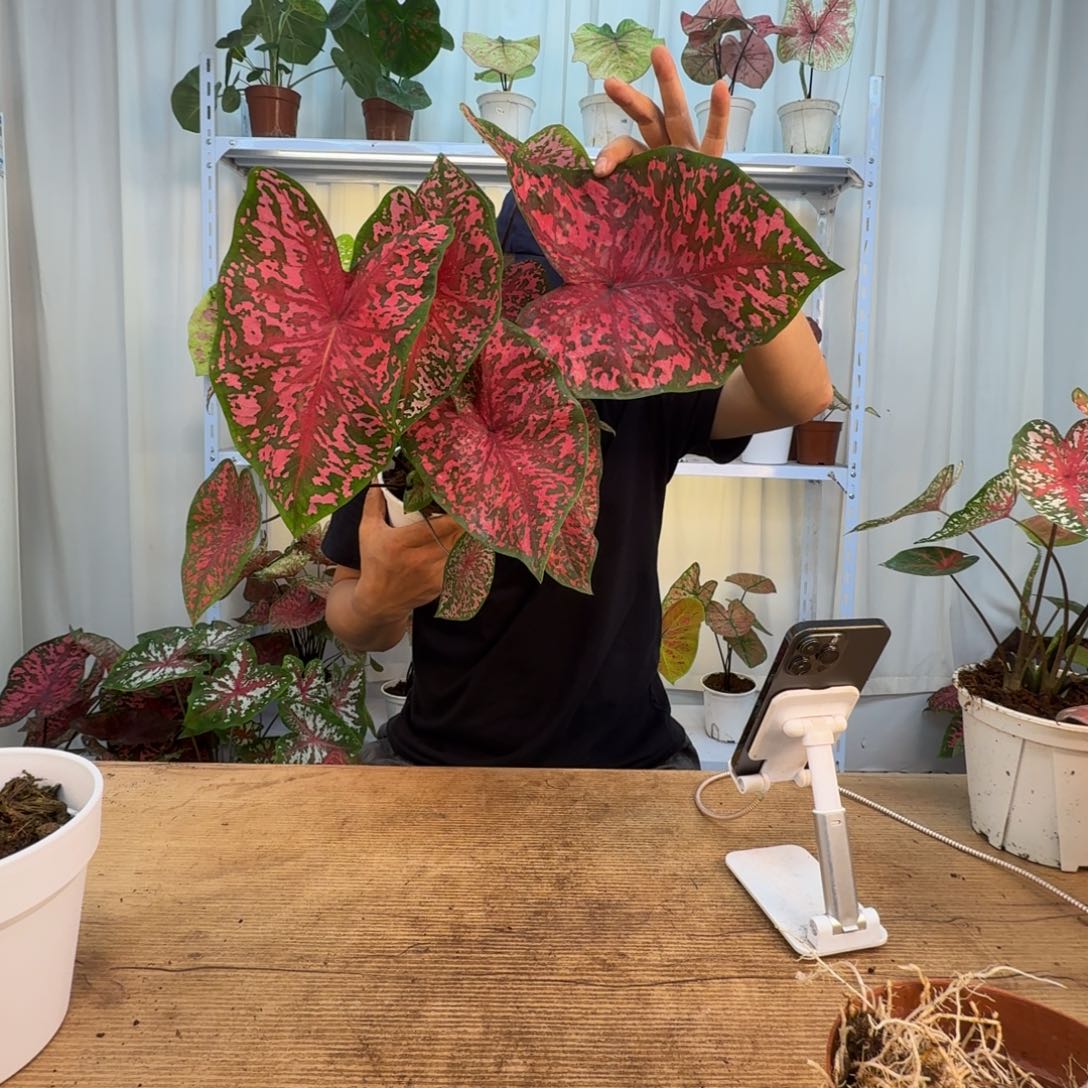 无花朵粉红豹    1559