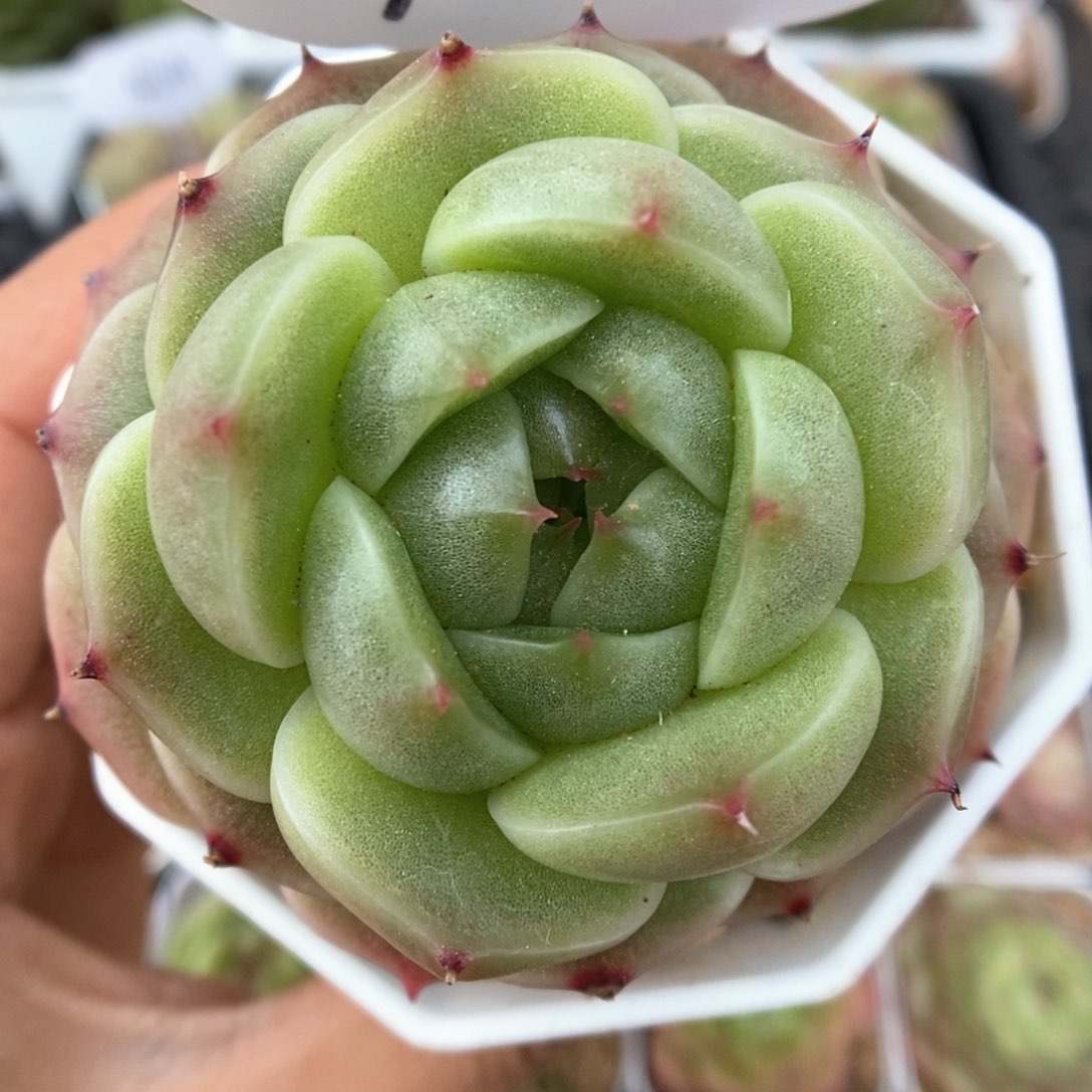 流光麦杆可拍763号。  