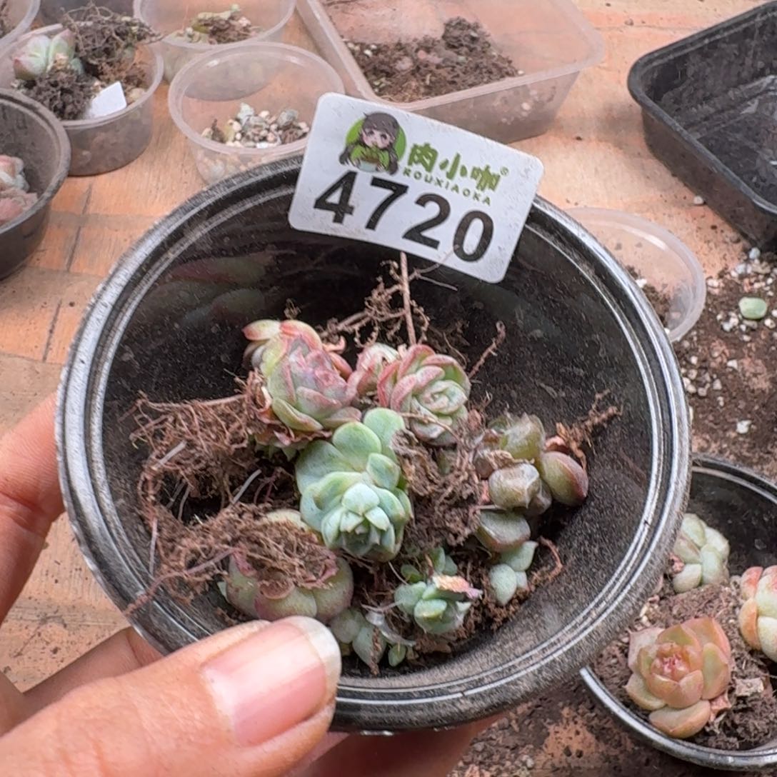 多肉植物多肉植物