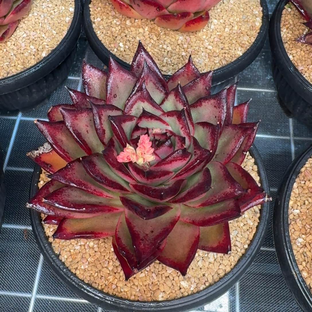 从前慢多肉编号麦比乌斯