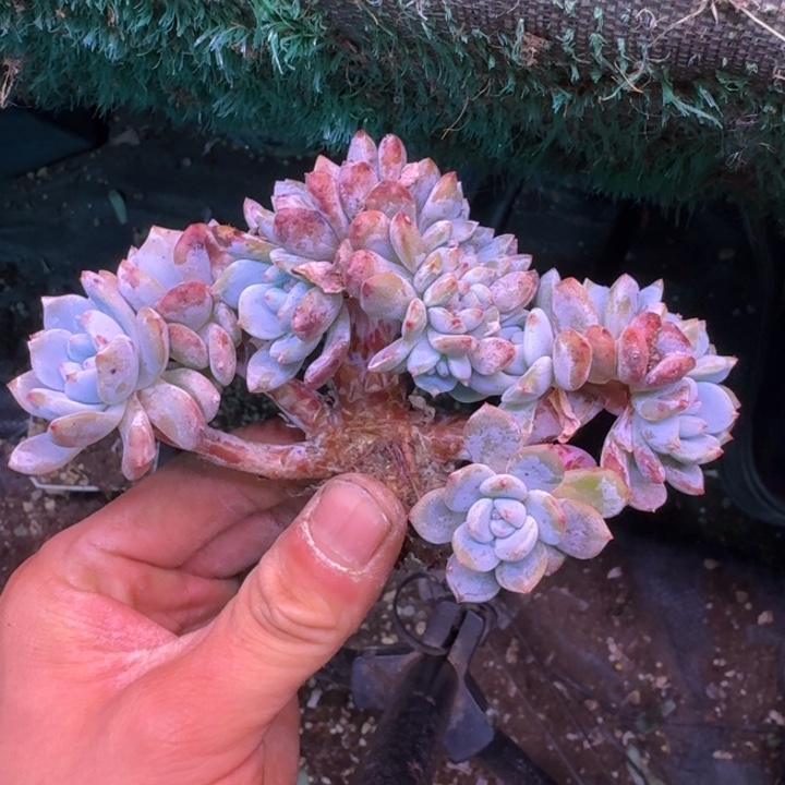 柠****星影树缀无砍多肉