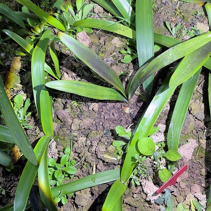 混球3.2厘米 可寄养