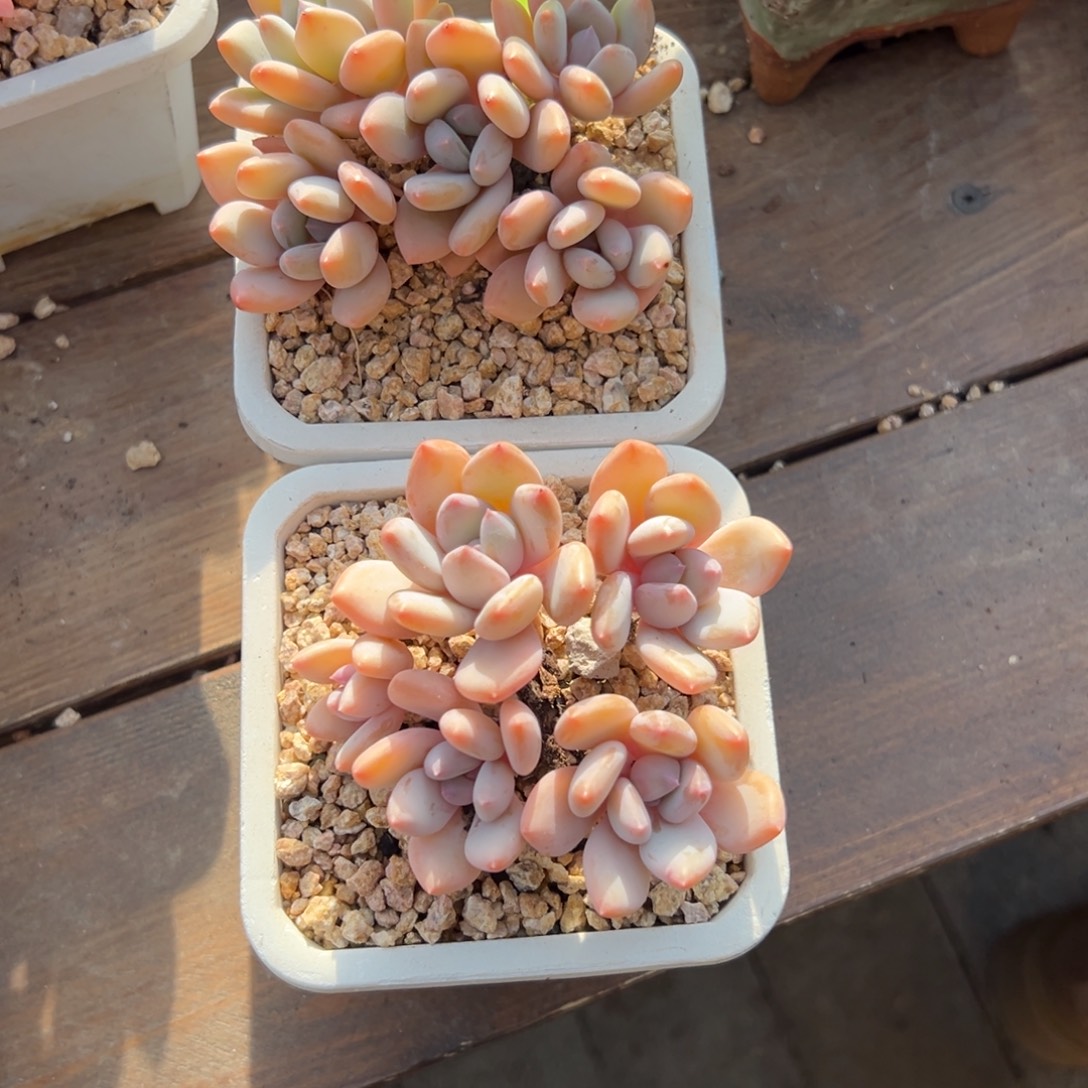 *****珍舞2颗111111111111