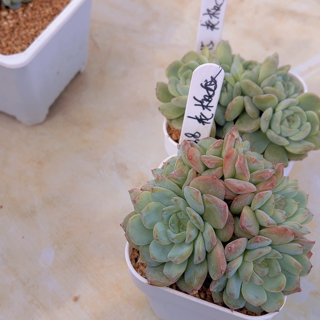 卖****娘多肉植物，多肉植物，